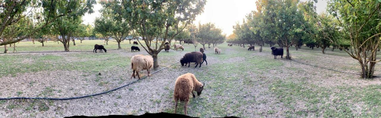 Agriturismo San Michele San Michele  ภายนอก รูปภาพ