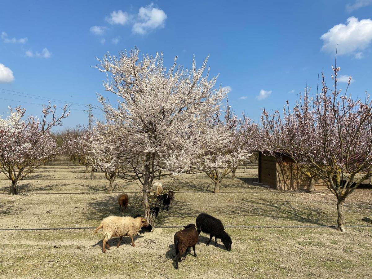 Agriturismo San Michele San Michele  ภายนอก รูปภาพ
